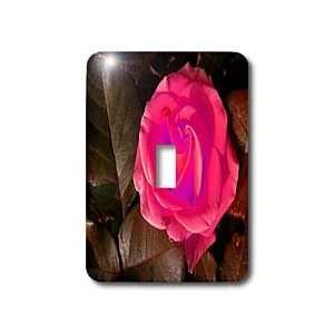  Roses and Valentines Day Florals   Lone Pink Rose Beauty   Light 