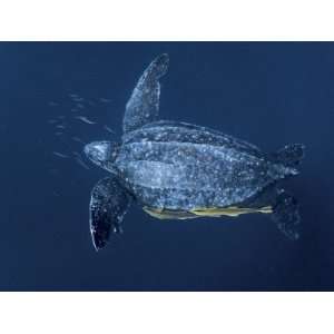 Remoras attach to a leatherback turtle in underwater foraging grounds 
