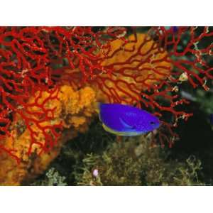  A Blue and Gold Damselfish against a Red Gorgonian Coral 