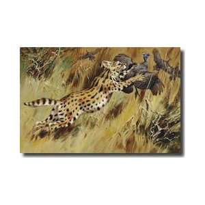  A Serval Leaps To Catch A Guinea Hen Giclee Print