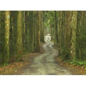  through Rainforest, Lamington National Park, Gold Coast Hinterland 