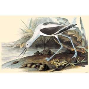   MASTERPRINT POSTER * Audubon Society American Avocet