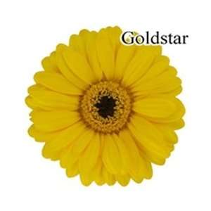  Gold Star Mini Gerbera Daisies   140 Stems Arts, Crafts 