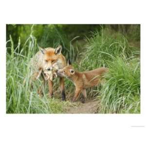  Red Fox, Parent Delivering Food to Cub, Sussex, UK 