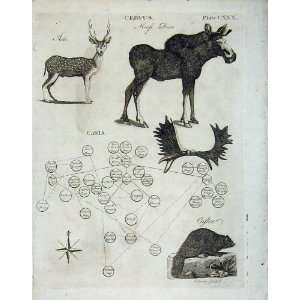  Animals Deer Castor Axis Encyclopaedia Britannica 1801 