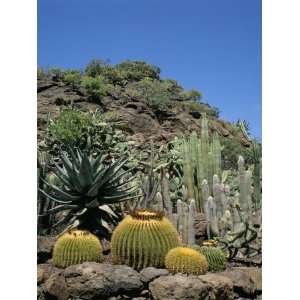 Cacti, Palmitos Park, Gran Canaria, Canary Islands, Spain Photographic 