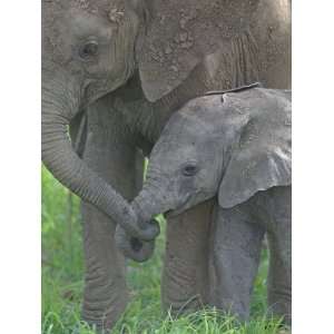  African Elephant Mother Holding its Babys Trunk 