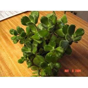  Bears Paw Succulent Patio, Lawn & Garden