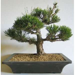  Japanese Black Pine Bonsai Tree 1 3/4 Trun Patio, Lawn & Garden