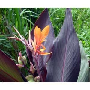  Intrigue Canna   Potted   Maroon Foliage & Peachy Blooms 