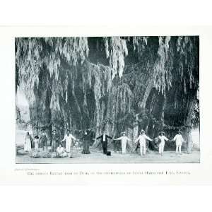  1907 Print Mexico Banyan Tree Trunk Tule Santa Maria 