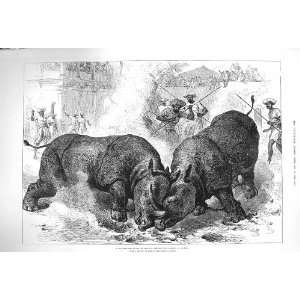  1875 Rhinocerous Fight Baroda Price Wales Animals