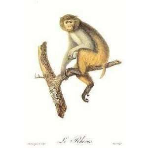  Monkeys   Le Rhesus Poster Print
