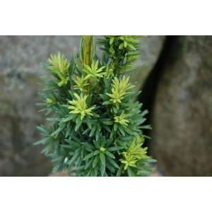  Taxus Media Beanpole   Hybrid Yew Tree   Pot Size #1 Gal 