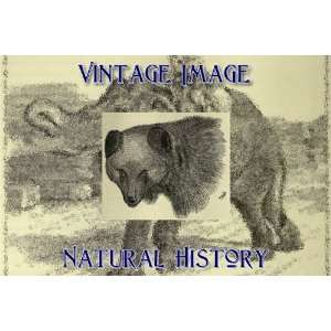   Ring Vintage Natural History Image Head of Brown Bear