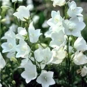  Bellflower  White Peach leafed  50 seeds Patio, Lawn 