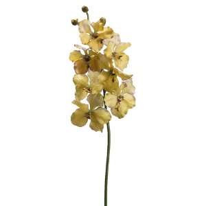  31 Vanda Orchid Spray Yellow Beauty (Pack of 6)