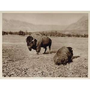  1926 Buffalo Bison Rocky Mountains Park Alberta Canada 