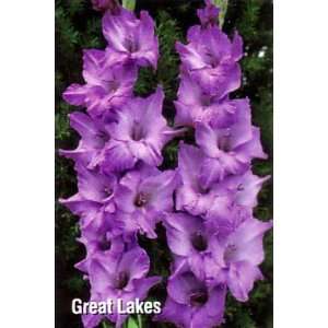  Great Lakes Super Gladiolus 10 Bulbs  Shipping 01/07 