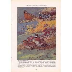  1936 Bobwhite Mearns Quail   Allan Brooks Vintage Bird 