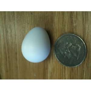  Dozen Blown White Bobwhite Quail Egg Shells Arts, Crafts 
