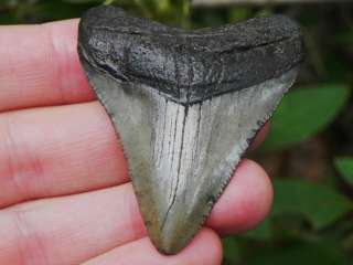 Megalodon Fossil Sharks Tooth Miocene Teeth GENUINE MEG  
