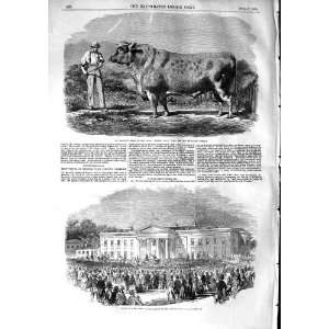  1853 Bolden Short Horned Bull Grand Duke Kinmel Park