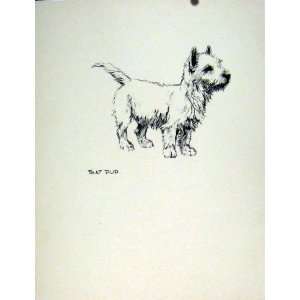  Pencil Sketch Dog Fine Art Hound Drawing Old C1936 Pet 