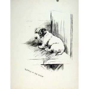   Show Day Dog Pencil Sketch Fine Art Old Drawing C1936