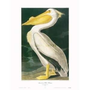  American White Pelican (Canv)    Print