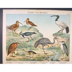  Water Birds Stork Duck Kingfisher Old Antique Color Art 