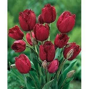  Gypsy Love Fringed Bouquet Tulip 10 Bulbs Patio, Lawn 