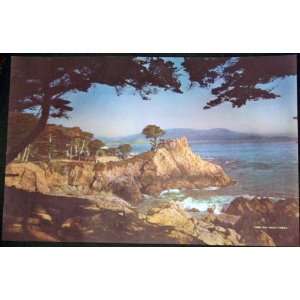   Lone Cypress Monterey Peninsula Photo Print, 1950s 