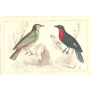  H/C Birds 1852 Summer Bird & Red Breast Crow