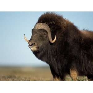 Musk Ox Bull on the North Slope of the Brooks Range, Alaska, USA 