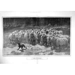  1906 UNION STRENGTH BRITON RIVIERE FLOCK SHEEP DOG