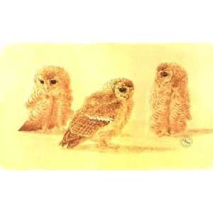  Keith Brockie   Tawny Owl Chick Studies