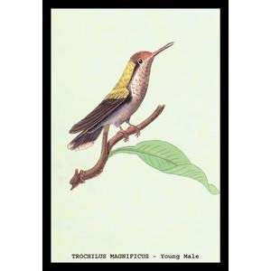  Vintage Art Hummingbird Trochilus Magnificus   Young Male 