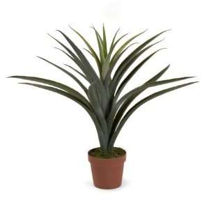 Imax Corporation 61067 Yucca   24 in height