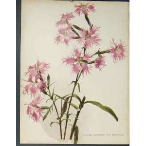  Dianthus Superbus Chinensis Flower Colour Print C1884 