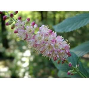  Ruby Spice Summersweet (Clethra alnifolia Ruby Spice 