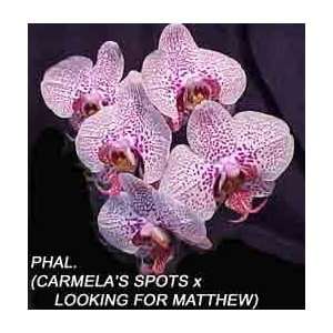 Phalaenopsis (Carmelas Spots x Looking for Matthew) 1583H  