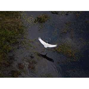  A dark lagoon reflects the takeoff of a jabiru stork 