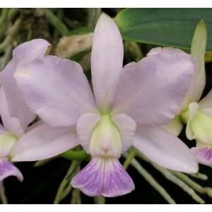 Cattleya Walkerinter coerulea  Grocery & Gourmet Food