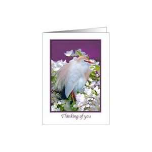  Thinking of You, Cattle Egret and Bee Card Health 