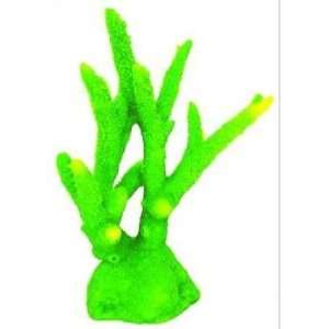 Staghorn Coral   Green size 7.5 x 3.5 x 9.5