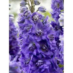    Purple Indulgence Delphinium Perennial   New Patio, Lawn & Garden