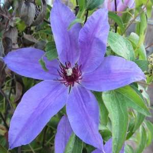  Blue Ravine Clematis 100 seeds Patio, Lawn & Garden