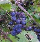 Riverbank Grape Seedling fast growing fruit up edible & Jam  