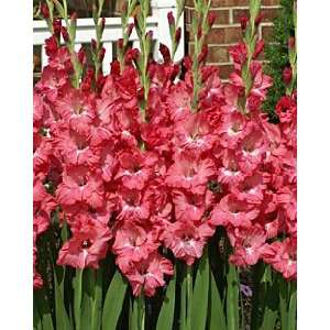  15 Gladiolus   Chit Chat bulbs Patio, Lawn & Garden